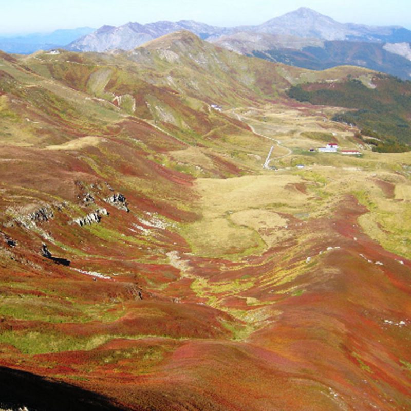 Panorama delle praterie di Mirtilli neri selvatici in alta Quota 1800 metri
