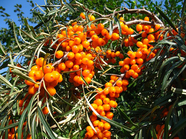 olivello spinoso pianta
