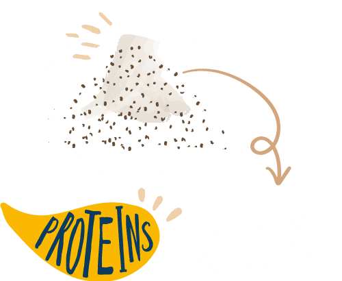 saracenum booster proteine